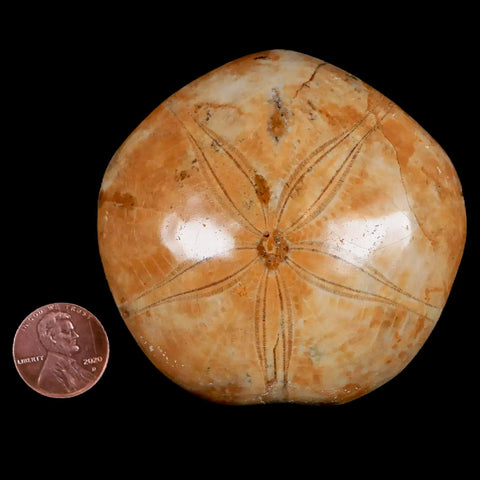 70MM Pygurus Marmonti Sea Urchin Fossil Sand Dollar Jurassic Age Madagascar - Fossil Age Minerals