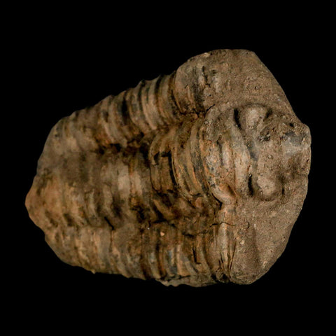 3.8" Flexicalymene Trilobite Fossil Ordovician Age Tazzarine Region Morocco COA - Fossil Age Minerals