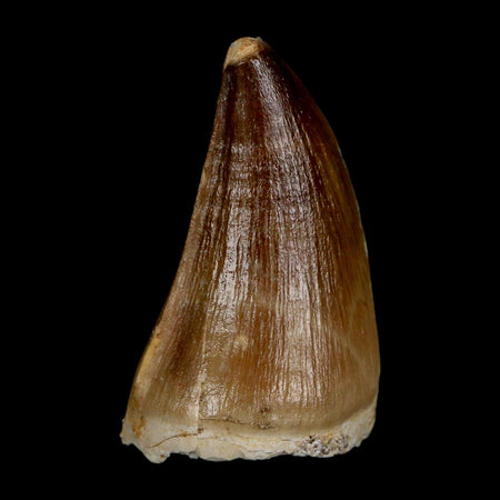 1.9" Mosasaur Prognathodon Fossil Tooth Cretaceous Dinosaur Era COA & Stand