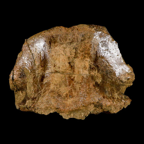 5" Pachycephalosaurus Fossil Cervical Vertebrae Lance Creek WY Cretaceous Dinosaur - Fossil Age Minerals