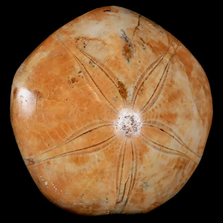 70MM Pygurus Marmonti Sea Urchin Fossil Sand Dollar Jurassic Age Madagascar