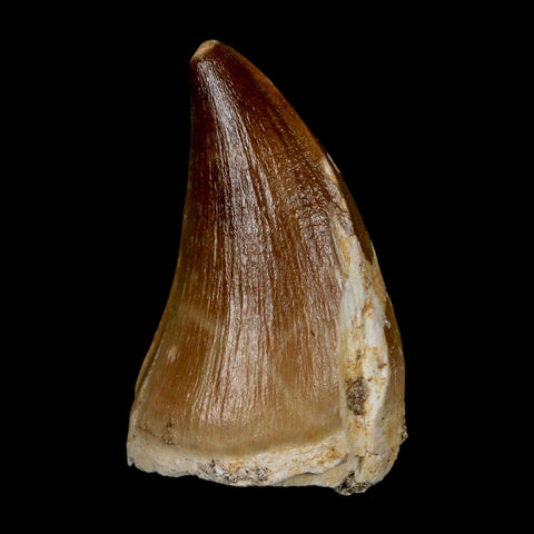 1.9" Mosasaur Prognathodon Fossil Tooth Cretaceous Dinosaur Era COA & Stand - Fossil Age Minerals