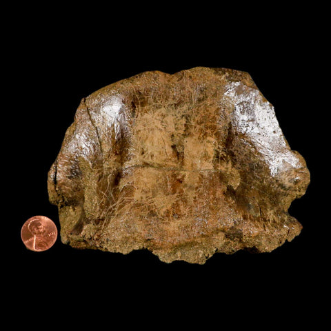 5" Pachycephalosaurus Fossil Cervical Vertebrae Lance Creek WY Cretaceous Dinosaur - Fossil Age Minerals