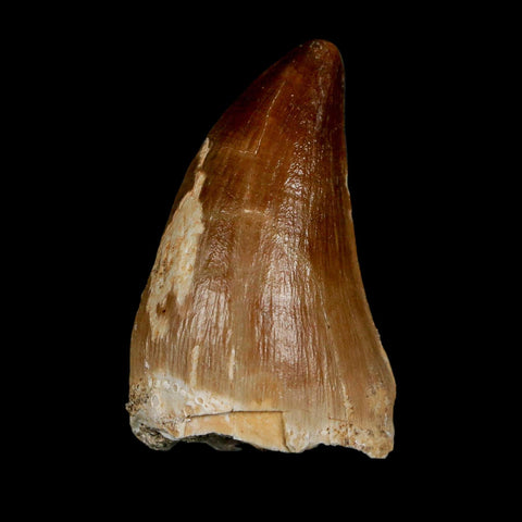 1.9" Mosasaur Prognathodon Fossil Tooth Cretaceous Dinosaur Era COA & Stand - Fossil Age Minerals
