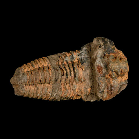 4.4" Flexicalymene Trilobite Fossil Ordovician Age Tazzarine Region Morocco COA