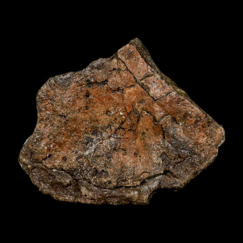 5.7" Ichthyosaurus Fossil Bone Section Dorset England Jurassic Marine Reptile COA