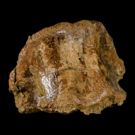 5" Pachycephalosaurus Fossil Cervical Vertebrae Lance Creek WY Cretaceous Dinosaur