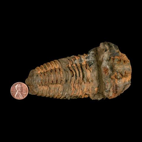 4.4" Flexicalymene Trilobite Fossil Ordovician Age Tazzarine Region Morocco COA