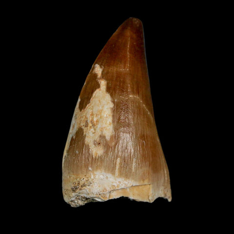 1.9" Mosasaur Prognathodon Fossil Tooth Cretaceous Dinosaur Era COA & Stand - Fossil Age Minerals