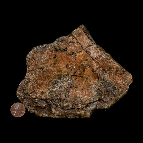 5.7" Ichthyosaurus Fossil Bone Section Dorset England Jurassic Marine Reptile COA