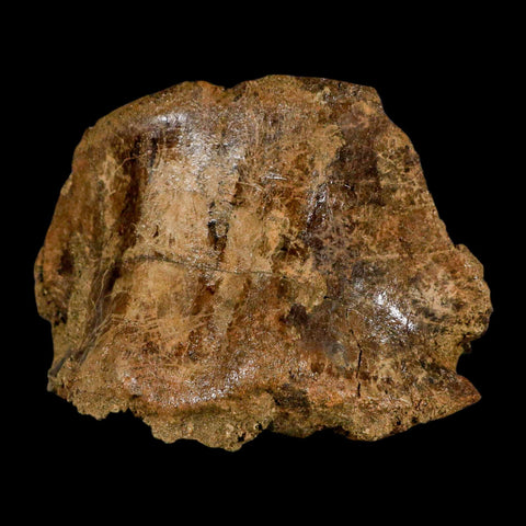 5" Pachycephalosaurus Fossil Cervical Vertebrae Lance Creek WY Cretaceous Dinosaur - Fossil Age Minerals