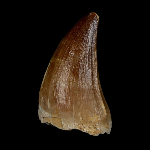 1.9" Mosasaur Prognathodon Fossil Tooth Cretaceous Dinosaur Era COA & Stand - Fossil Age Minerals
