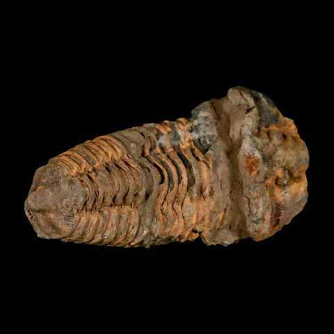 4.4" Flexicalymene Trilobite Fossil Ordovician Age Tazzarine Region Morocco COA