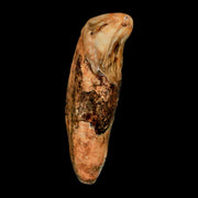 2" Extinct Cave Bear Ursus Spelaeus Incisor Tooth Rooted Pleistocene Age COA, Stand