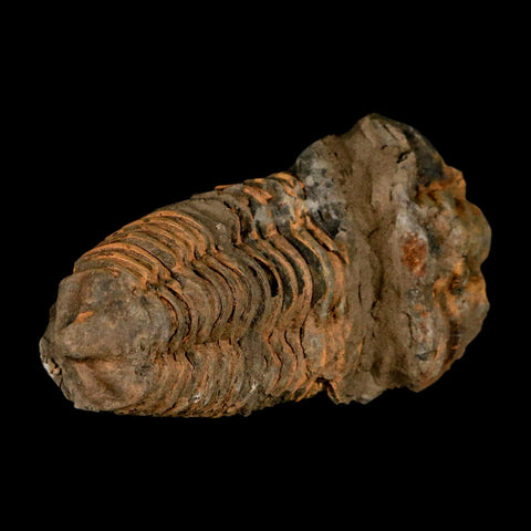 4.4" Flexicalymene Trilobite Fossil Ordovician Age Tazzarine Region Morocco COA