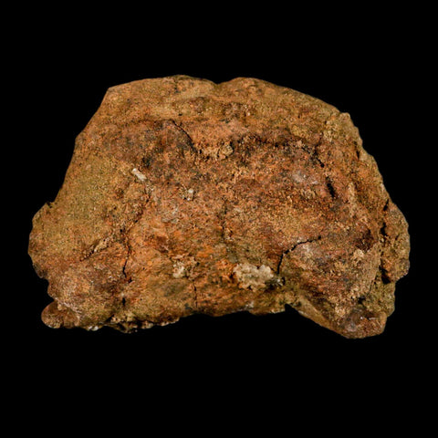 5" Pachycephalosaurus Fossil Cervical Vertebrae Lance Creek WY Cretaceous Dinosaur - Fossil Age Minerals
