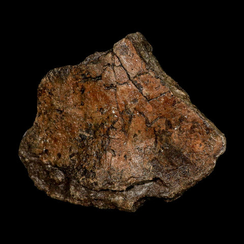 5.7" Ichthyosaurus Fossil Bone Section Dorset England Jurassic Marine Reptile COA