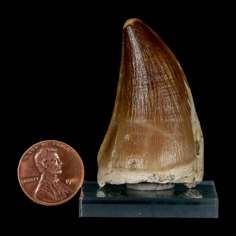 1.9" Mosasaur Prognathodon Fossil Tooth Cretaceous Dinosaur Era COA & Stand - Fossil Age Minerals