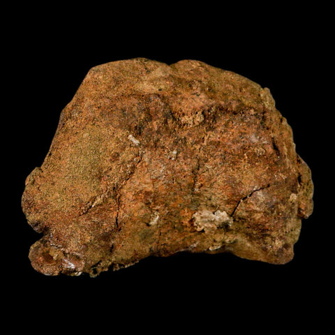 5" Pachycephalosaurus Fossil Cervical Vertebrae Lance Creek WY Cretaceous Dinosaur - Fossil Age Minerals