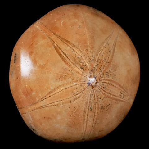 73MM Pygurus Marmonti Sea Urchin Fossil Sand Dollar Jurassic Age Madagascar - Fossil Age Minerals
