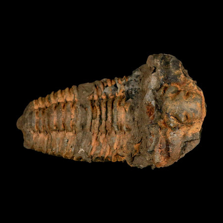 4.4" Flexicalymene Trilobite Fossil Ordovician Age Tazzarine Region Morocco COA