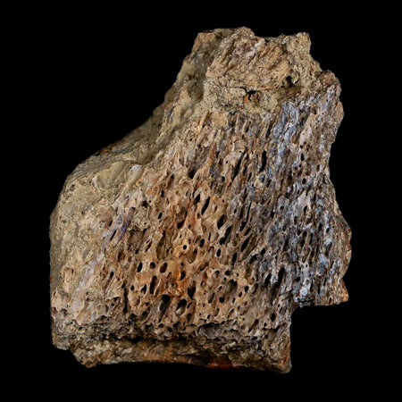 1.7" Tyrannosaurus Rex Fossil Bone Marrow Dinosaur Hell Creek FM South Dakota COA