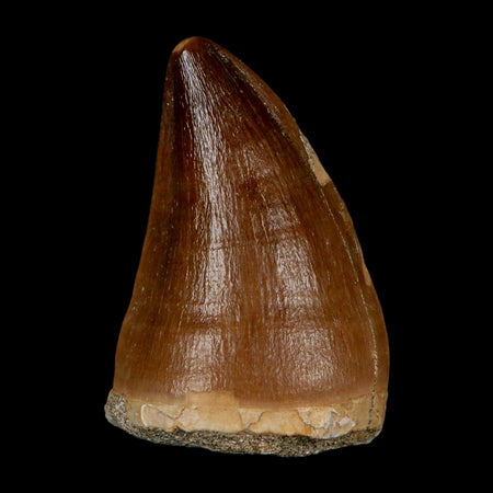 1.8" Mosasaur Prognathodon Fossil Tooth Cretaceous Dinosaur Era COA & Stand