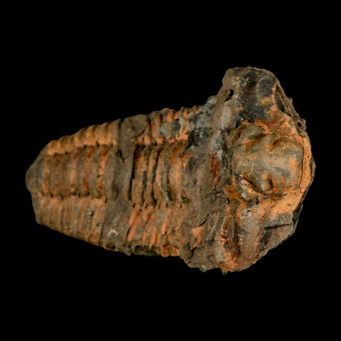 4.4" Flexicalymene Trilobite Fossil Ordovician Age Tazzarine Region Morocco COA