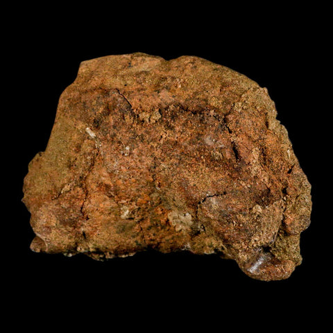 5" Pachycephalosaurus Fossil Cervical Vertebrae Lance Creek WY Cretaceous Dinosaur - Fossil Age Minerals
