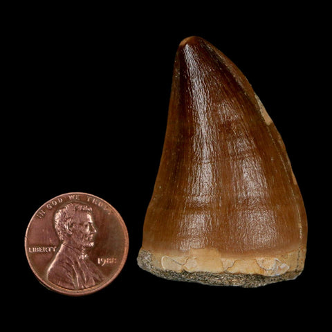 1.8" Mosasaur Prognathodon Fossil Tooth Cretaceous Dinosaur Era COA & Stand - Fossil Age Minerals