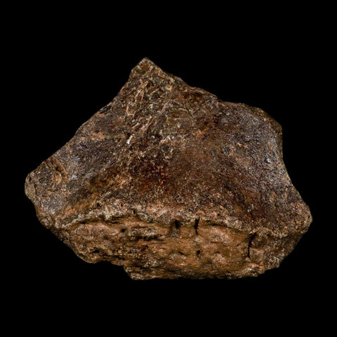 5.7" Ichthyosaurus Fossil Bone Section Dorset England Jurassic Marine Reptile COA