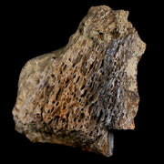1.7" Tyrannosaurus Rex Fossil Bone Marrow Dinosaur Hell Creek FM South Dakota COA