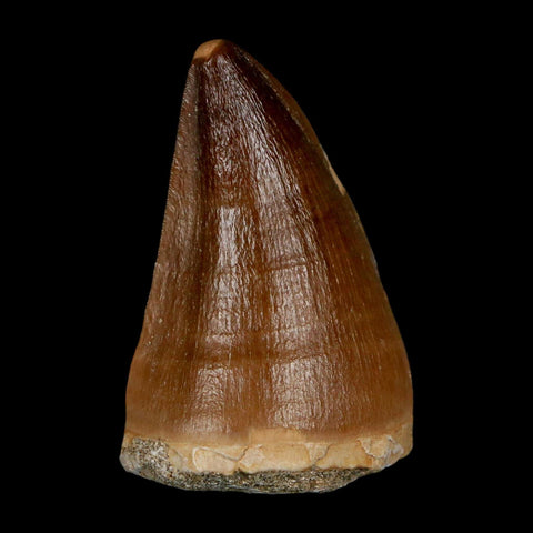 1.8" Mosasaur Prognathodon Fossil Tooth Cretaceous Dinosaur Era COA & Stand - Fossil Age Minerals
