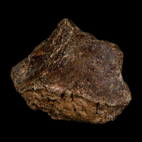 5.7" Ichthyosaurus Fossil Bone Section Dorset England Jurassic Marine Reptile COA