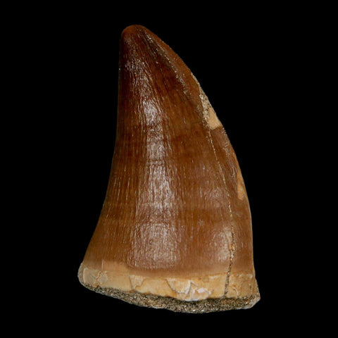 1.8" Mosasaur Prognathodon Fossil Tooth Cretaceous Dinosaur Era COA & Stand - Fossil Age Minerals