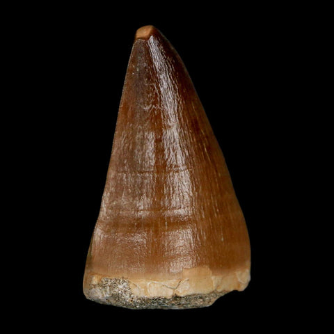 1.8" Mosasaur Prognathodon Fossil Tooth Cretaceous Dinosaur Era COA & Stand - Fossil Age Minerals