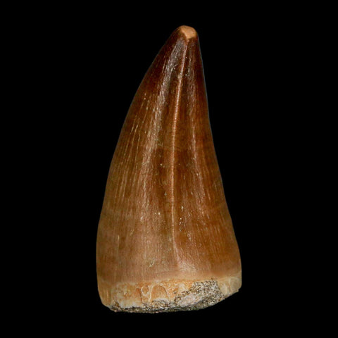 1.8" Mosasaur Prognathodon Fossil Tooth Cretaceous Dinosaur Era COA & Stand - Fossil Age Minerals