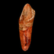 1.9" Extinct Cave Bear Ursus Spelaeus Incisor Tooth Rooted Pleistocene Age COA, Stand