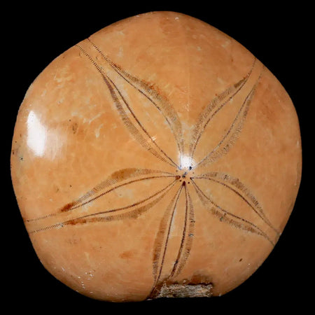 71MM Pygurus Marmonti Sea Urchin Fossil Sand Dollar Jurassic Age Madagascar
