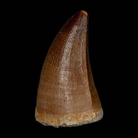 1.8" Mosasaur Prognathodon Fossil Tooth Cretaceous Dinosaur Era COA & Stand - Fossil Age Minerals
