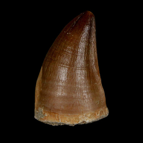 1.8" Mosasaur Prognathodon Fossil Tooth Cretaceous Dinosaur Era COA & Stand - Fossil Age Minerals