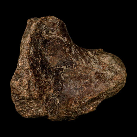 4.2" Ichthyosaurus Fossil Bone Section Dorset England Jurassic Marine Reptile COA