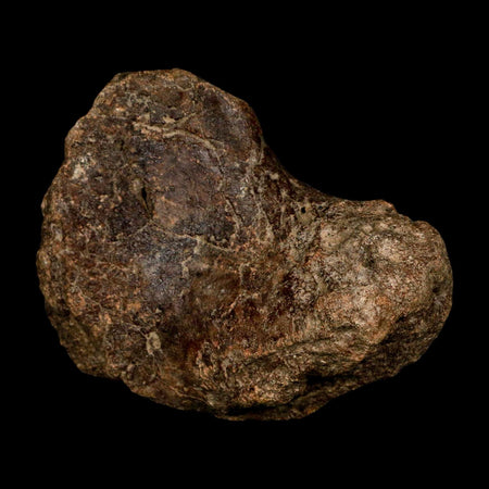 4.2" Ichthyosaurus Fossil Bone Section Dorset England Jurassic Marine Reptile COA