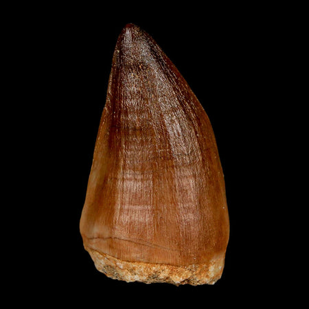 XL 2.1" Mosasaur Prognathodon Fossil Tooth Cretaceous Dinosaur Era COA & Stand