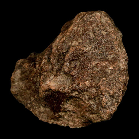 4.2" Ichthyosaurus Fossil Bone Section Dorset England Jurassic Marine Reptile COA