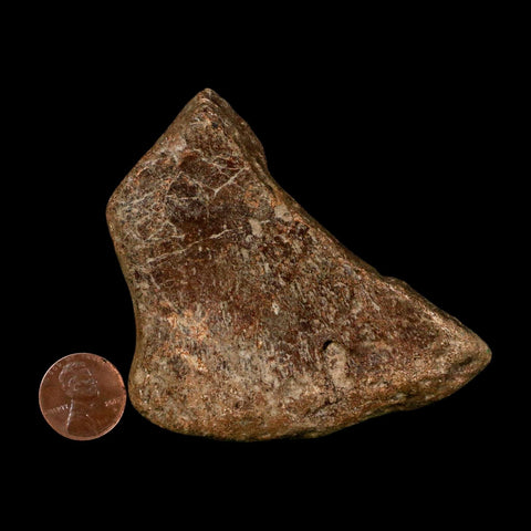 3" Ichthyosaurus Fossil Bone Section Dorset England Jurassic Marine Reptile COA