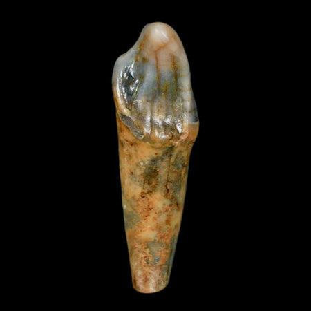 1.7" Extinct Cave Bear Ursus Spelaeus Incisor Tooth Rooted Pleistocene Age COA, Stand