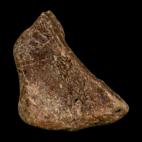 3" Ichthyosaurus Fossil Bone Section Dorset England Jurassic Marine Reptile COA