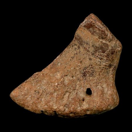 3" Ichthyosaurus Fossil Bone Section Dorset England Jurassic Marine Reptile COA