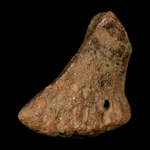 3" Ichthyosaurus Fossil Bone Section Dorset England Jurassic Marine Reptile COA